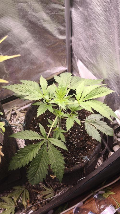 Sticky Broccoli@Zamnesia | Plagron. Week 3