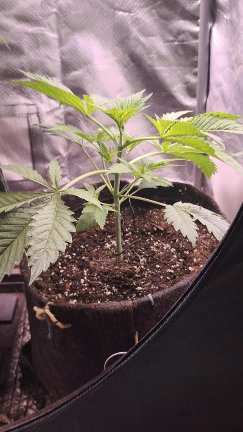 Sticky Broccoli@Zamnesia | Plagron. Week 3