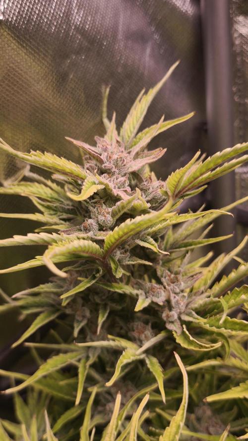 Northern dragon fuel Auto@SSSC. Week 10
