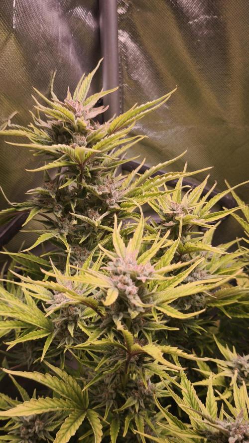 Northern dragon fuel Auto@SSSC. Week 10