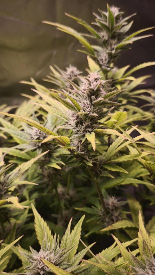 Apricot Auto@FastBuds. Week 10