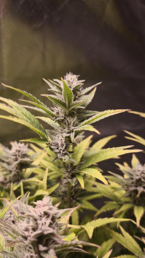 Apricot Auto@FastBuds. Week 10
