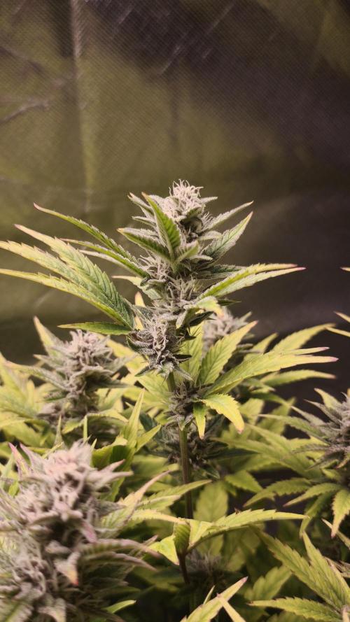 Apricot Auto@FastBuds. Week 10