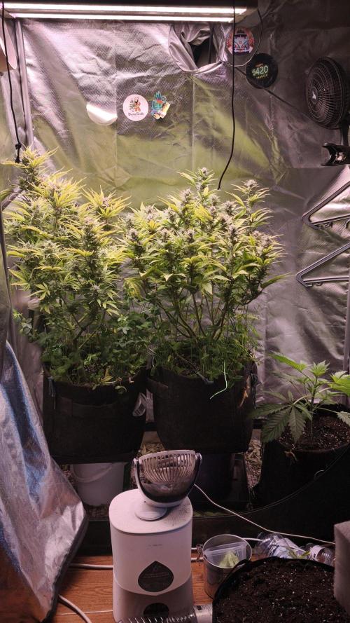 Apricot Auto@FastBuds. Week 10