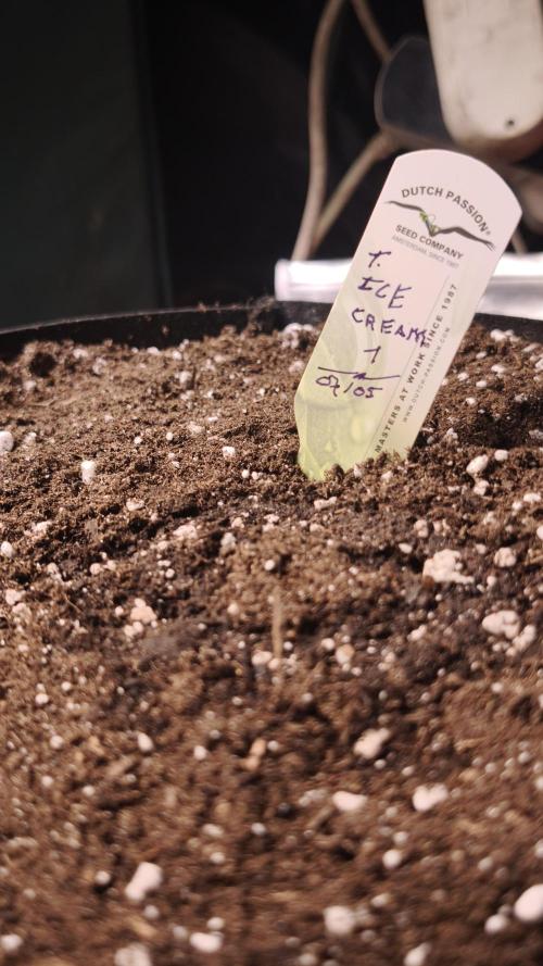 The Tropical Ice Cream One@USAGenetics26. Week 0