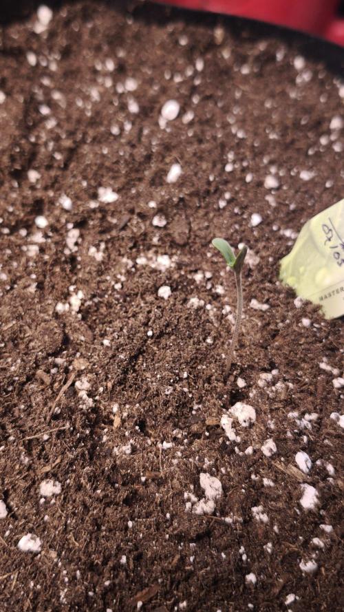 The Tropical Ice Cream One@USAGenetics26. Week 0 - 11/03