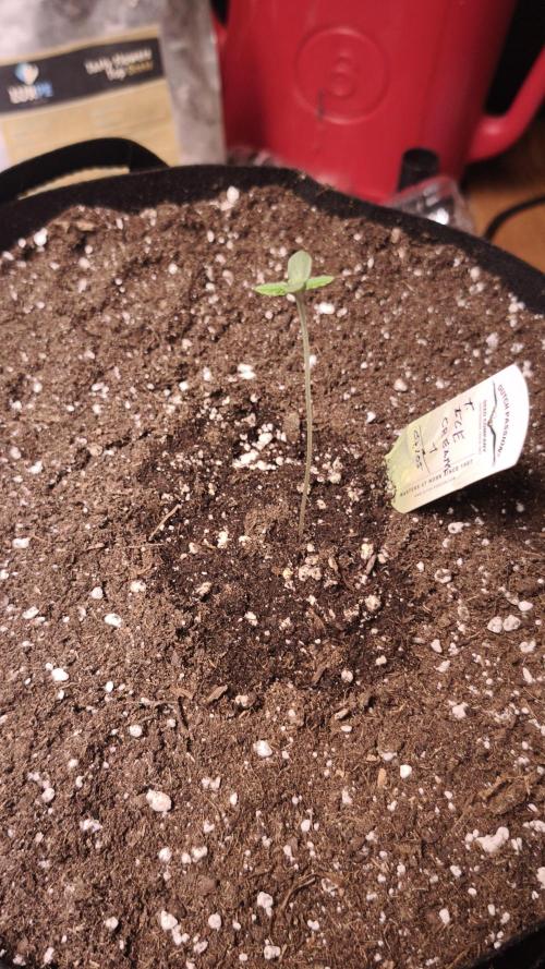 The Tropical Ice Cream One@USAGenetics26. Week 0