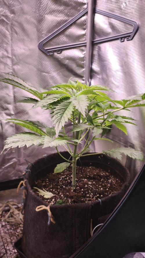 Sticky Broccoli@Zamnesia | Plagron. Week 4