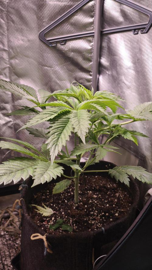 Sticky Broccoli@Zamnesia | Plagron. Week 4