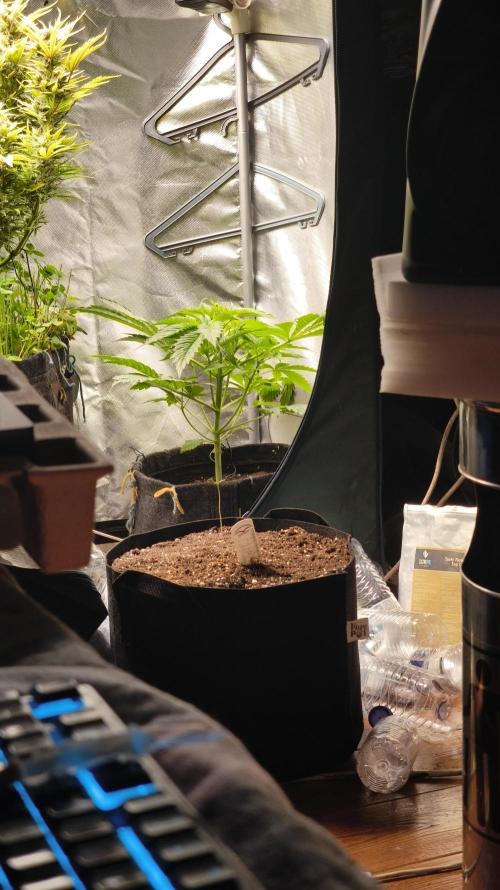 Sticky Broccoli@Zamnesia | Plagron. Week 4