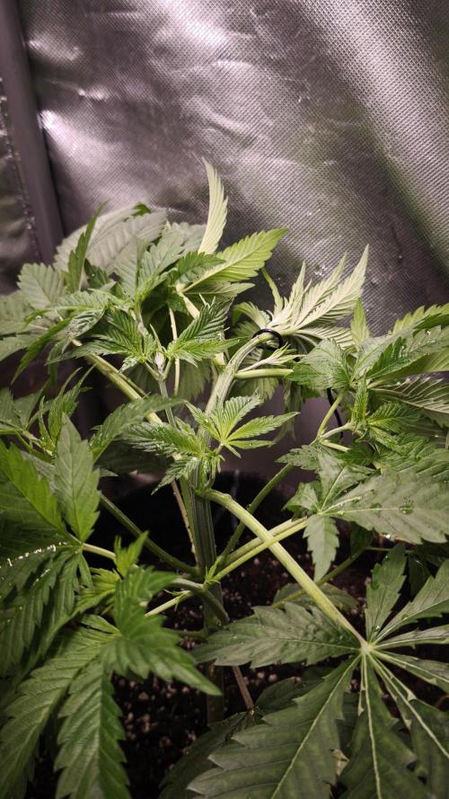 Sticky Broccoli@Zamnesia | Plagron. Week 4