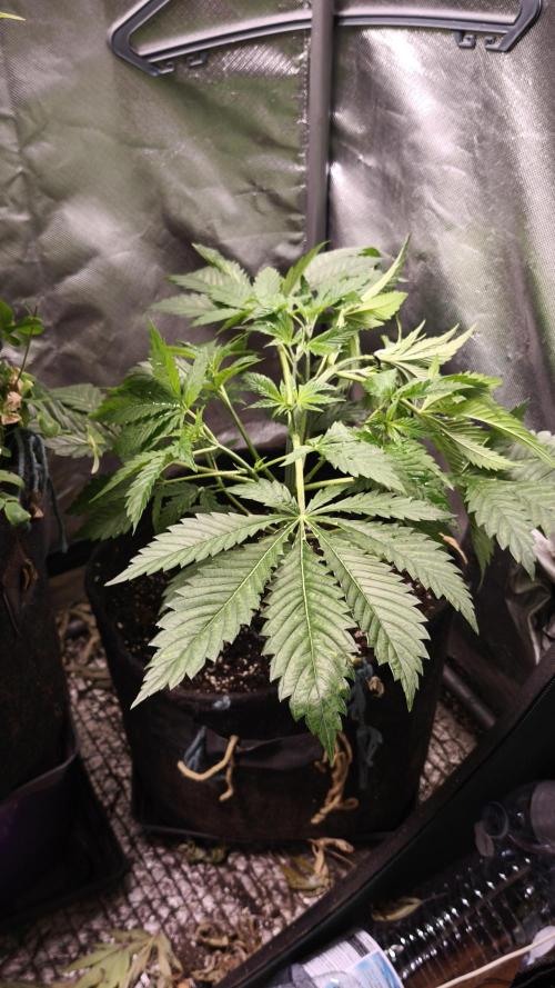 Sticky Broccoli@Zamnesia | Plagron. Week 4