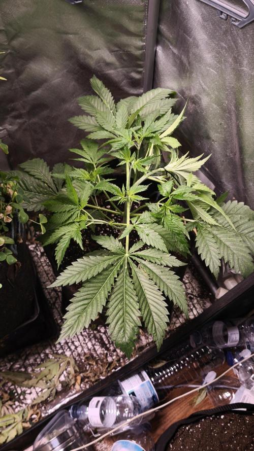 Sticky Broccoli@Zamnesia | Plagron. Week 4