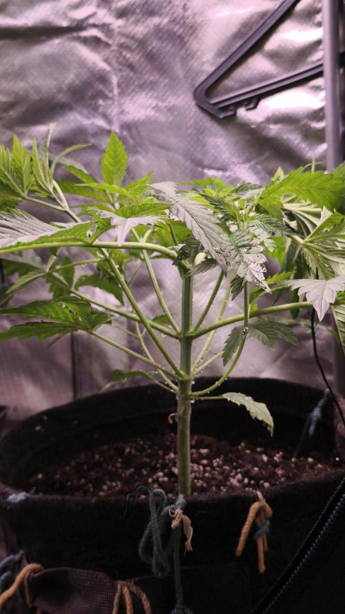 Sticky Broccoli@Zamnesia | Plagron. Week 4