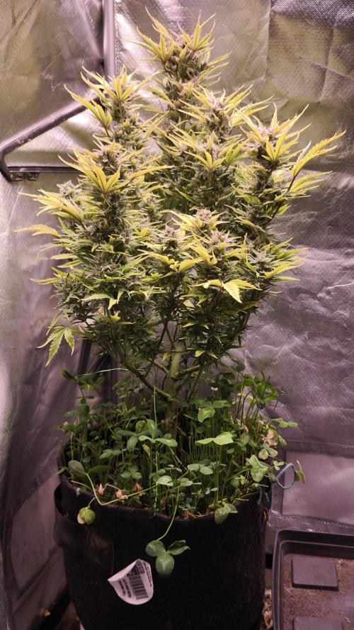 Northern dragon fuel Auto@SSSC. Week 11