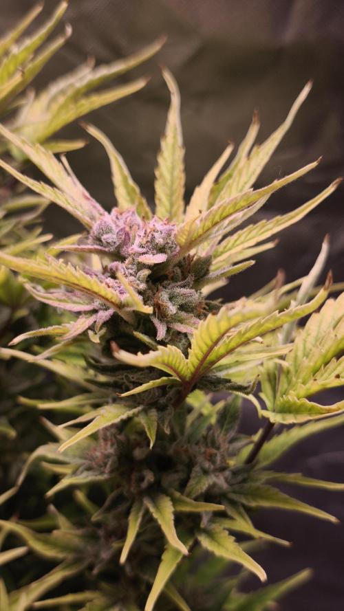 Northern dragon fuel Auto@SSSC. Week 11