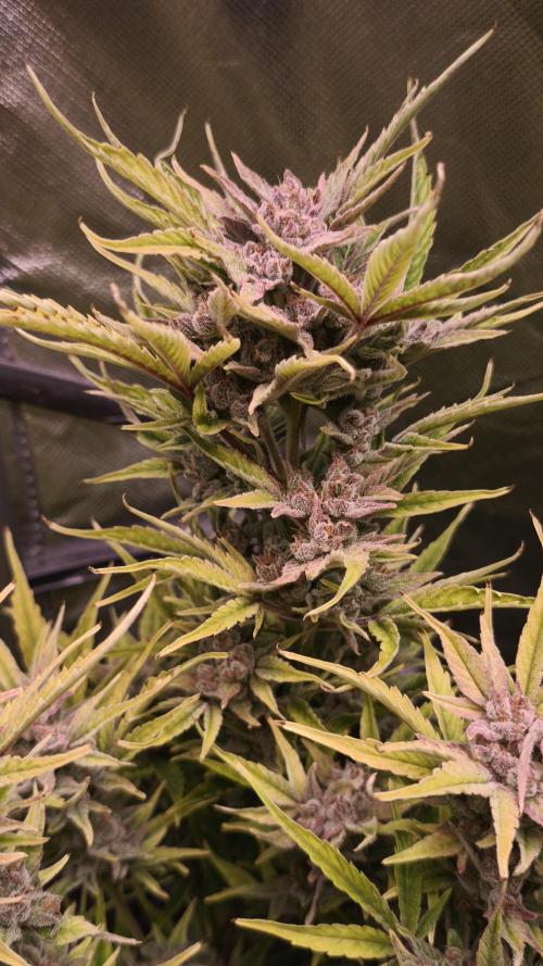 Northern dragon fuel Auto@SSSC. Week 11