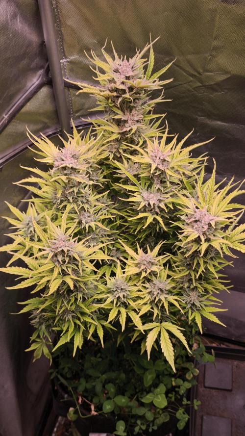 Northern dragon fuel Auto@SSSC. Week 11