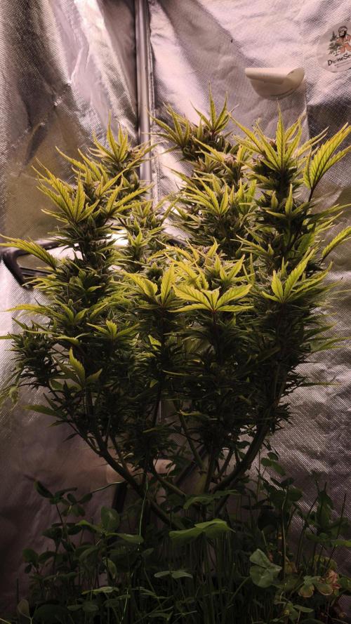 Northern dragon fuel Auto@SSSC. Week 11