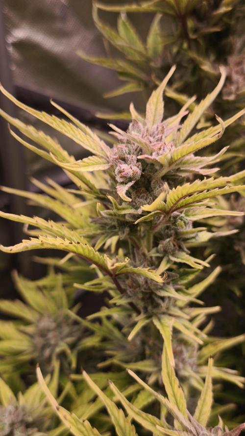 Northern dragon fuel Auto@SSSC. Week 11