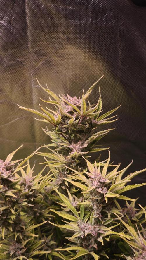 Northern dragon fuel Auto@SSSC. Week 11
