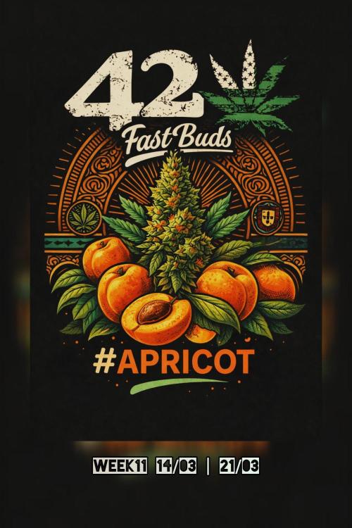 Apricot Auto@FastBuds. Week 11