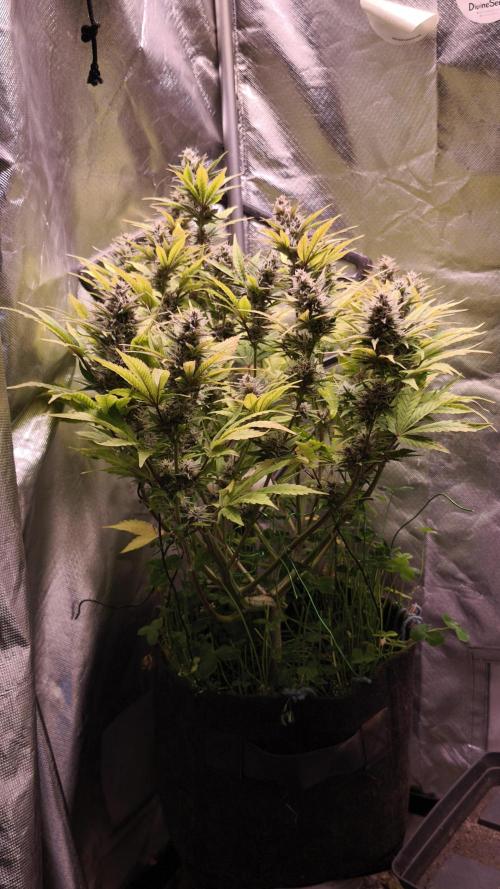 Apricot Auto@FastBuds. Week 11