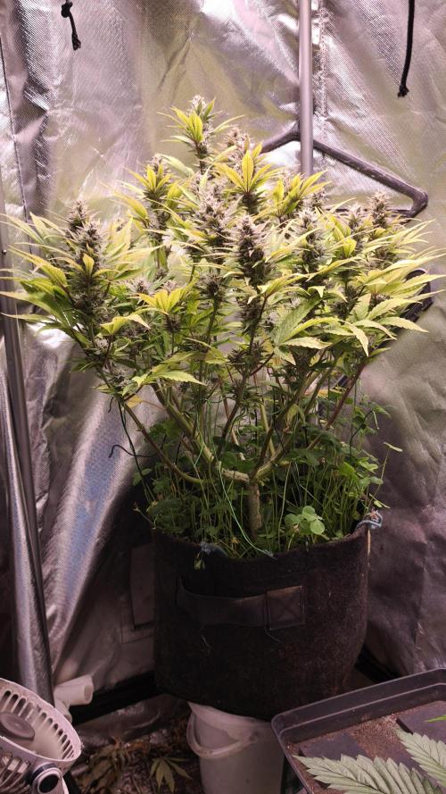 Apricot Auto@FastBuds. Week 11