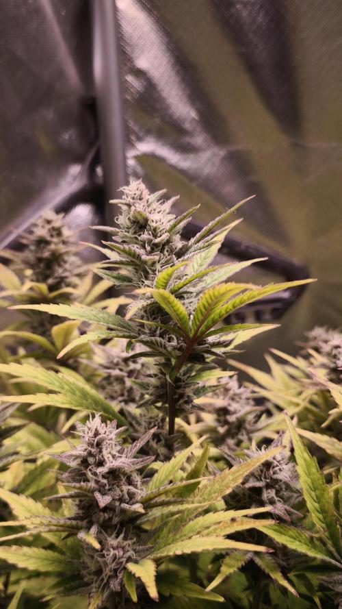 Apricot Auto@FastBuds. Week 11