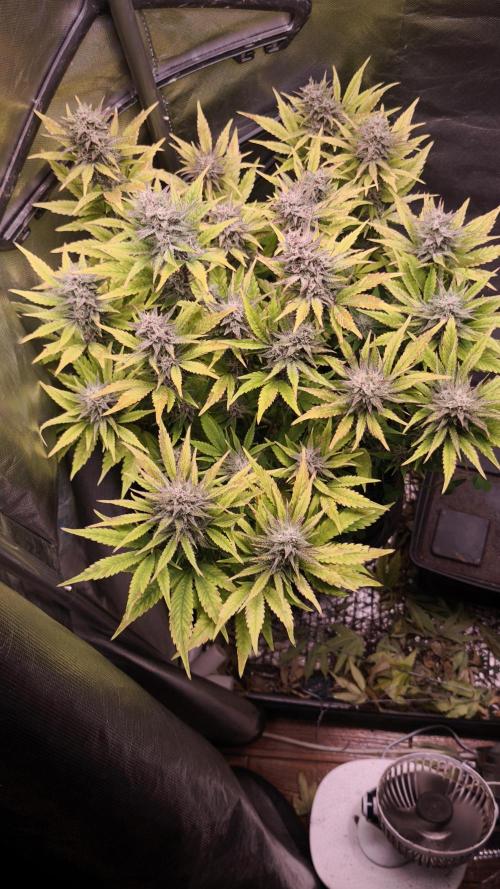 Apricot Auto@FastBuds. Week 11