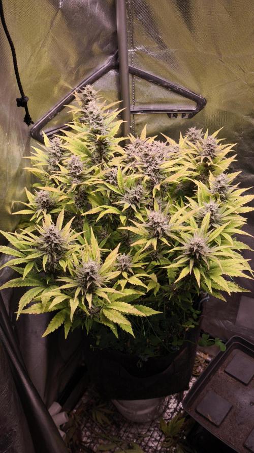 Apricot Auto@FastBuds. Week 11