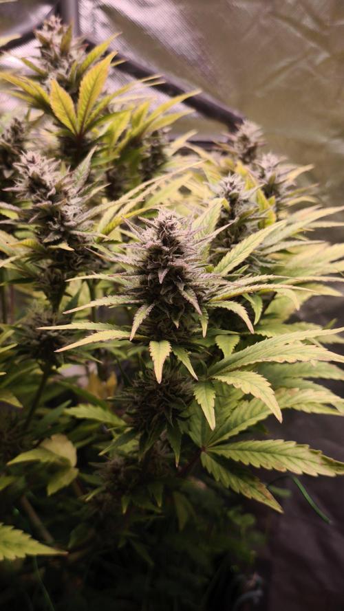 Apricot Auto@FastBuds. Week 11