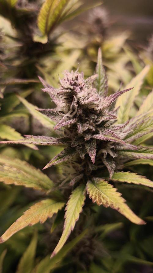 Apricot Auto@FastBuds. Week 11