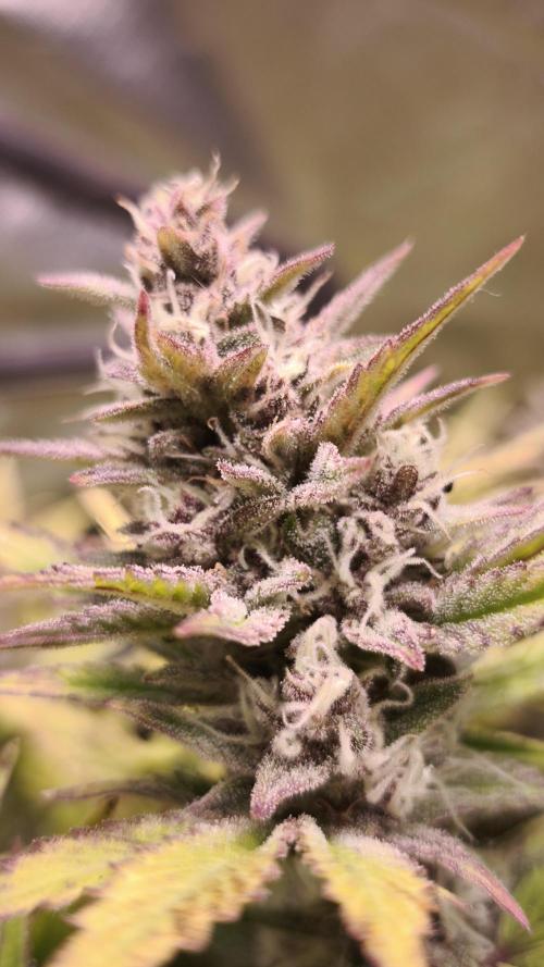 Apricot Auto@FastBuds. Week 11
