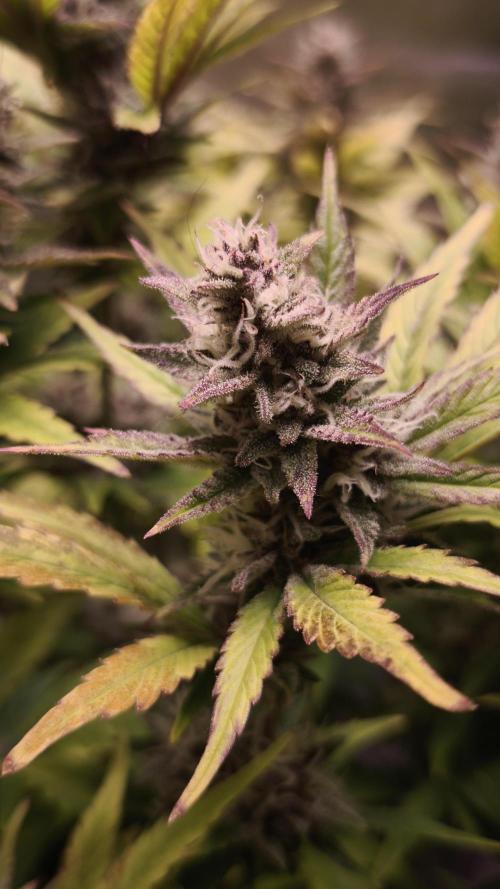 Apricot Auto@FastBuds. Week 11
