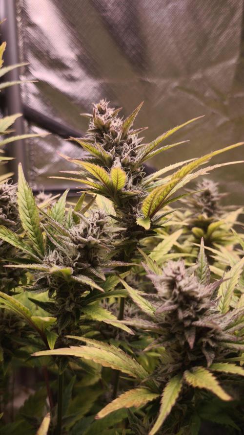 Apricot Auto@FastBuds. Week 11