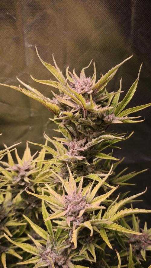 Northern dragon fuel Auto@SSSC. Week 11