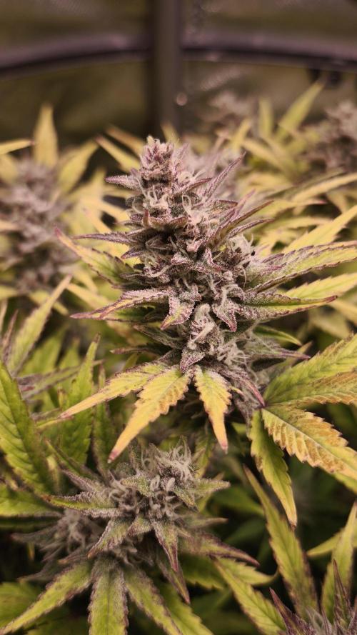 Apricot Auto@FastBuds. Week 11