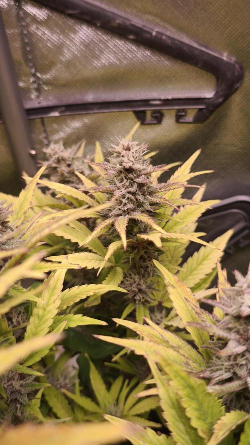 Apricot Auto@FastBuds. Week 11