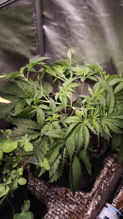 Sticky Broccoli@Zamnesia | Plagron. Week 4