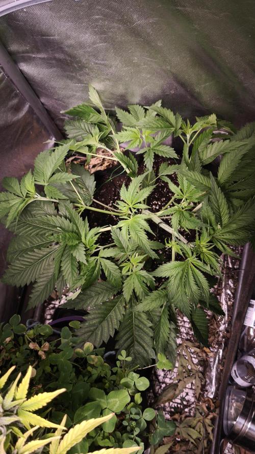 Sticky Broccoli@Zamnesia | Plagron. Week 4