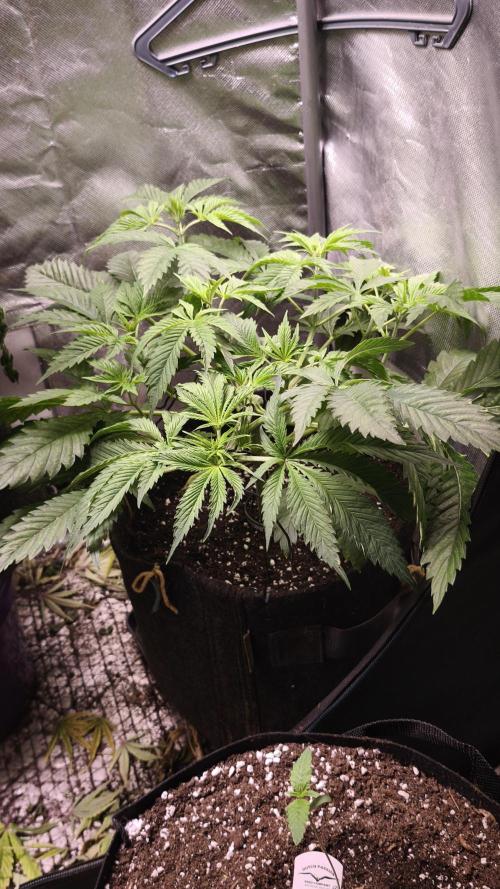 Sticky Broccoli@Zamnesia | Plagron. Week 4