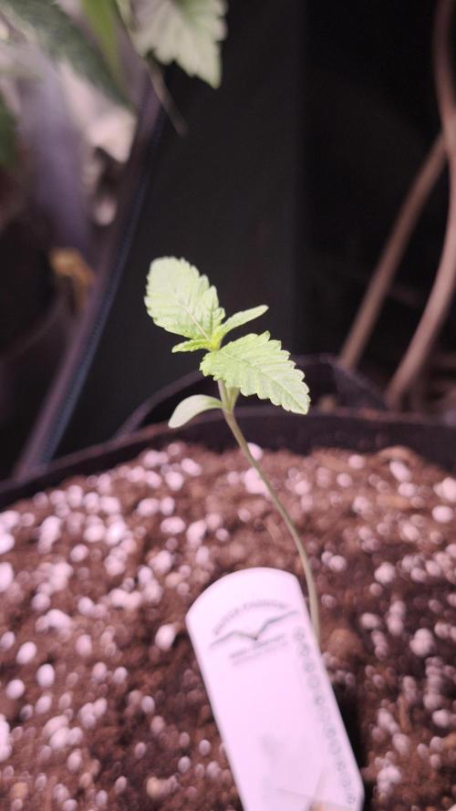 The Tropical Ice Cream One@USAGenetics26. Week 0