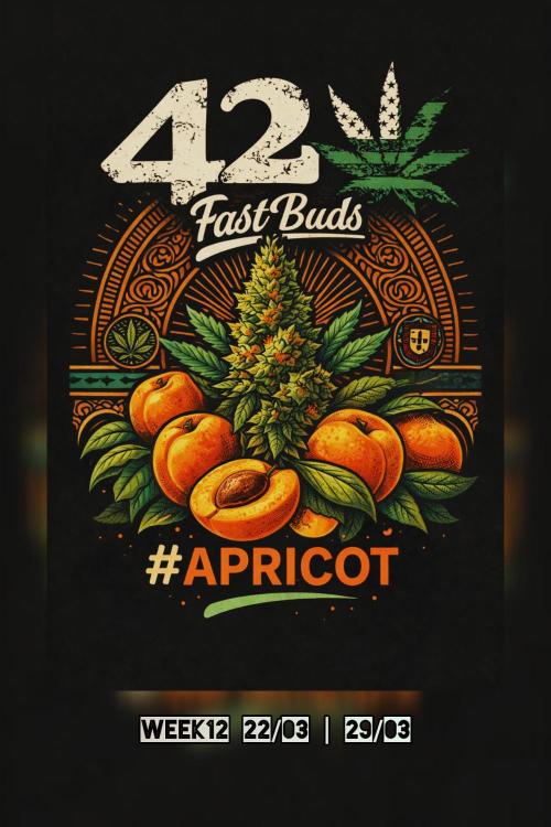 Apricot Auto@FastBuds. Week 12