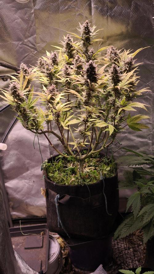 Apricot Auto@FastBuds. Week 12