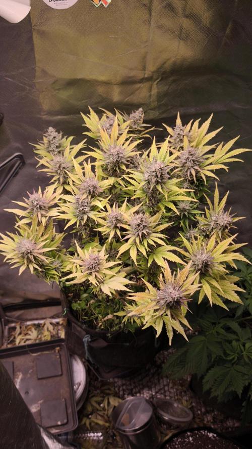 Apricot Auto@FastBuds. Week 12