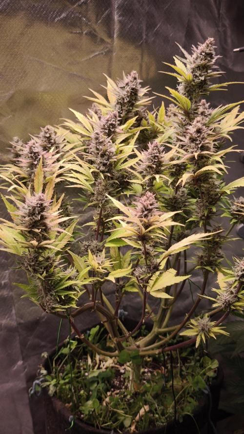 Apricot Auto@FastBuds. Week 12