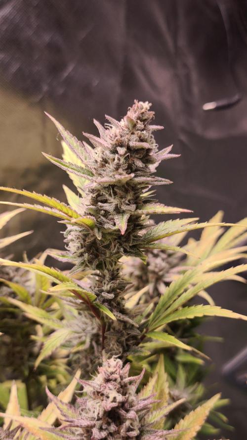 Apricot Auto@FastBuds. Week 12