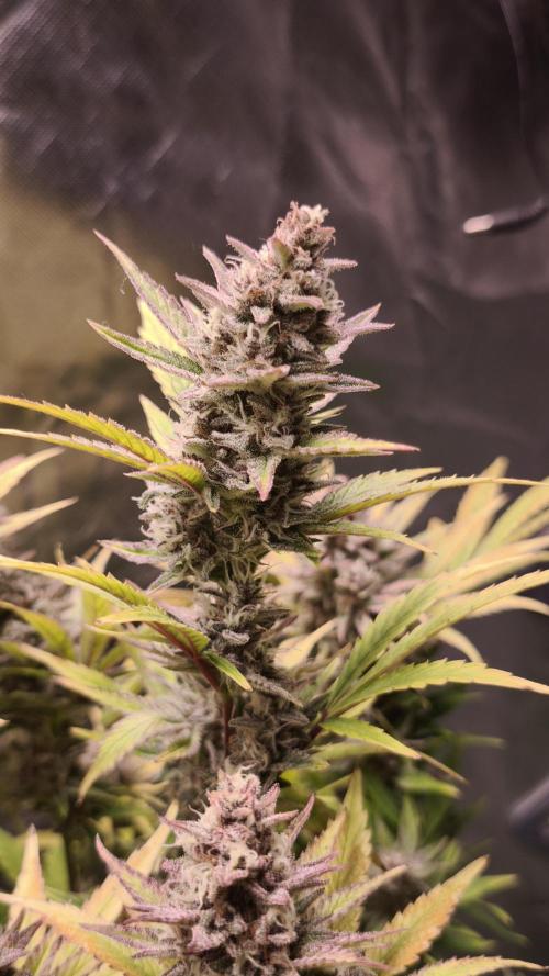 Apricot Auto@FastBuds. Week 12