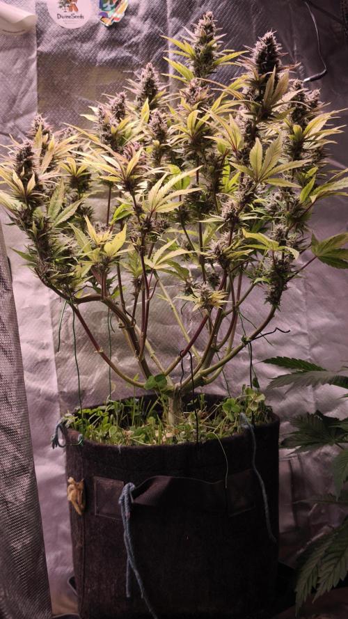 Apricot Auto@FastBuds. Week 12